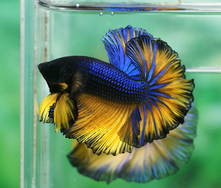 betta halfmoon mustard gas macho betta halfmoon mustard gas macho